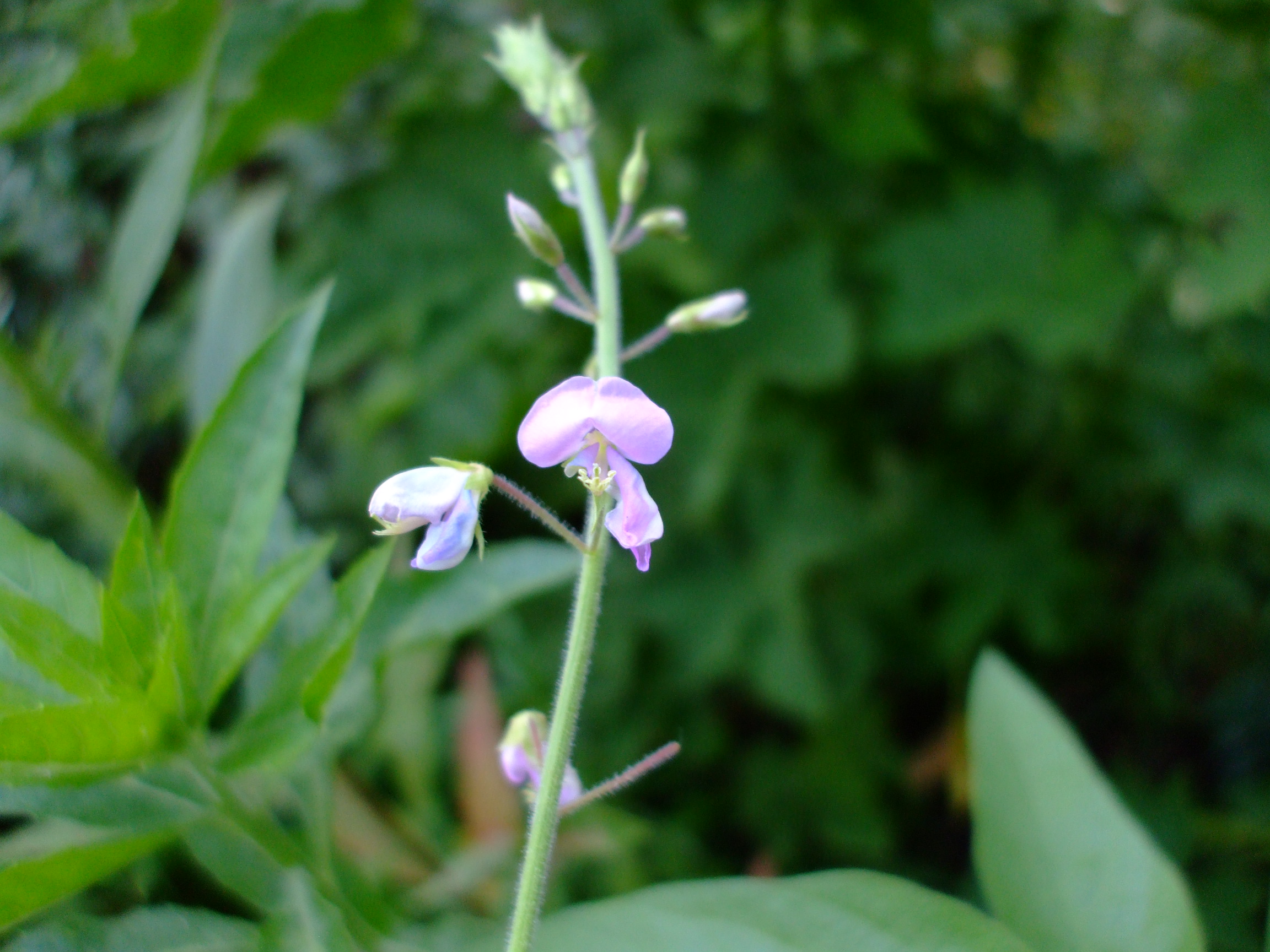 Desmodium illinoense